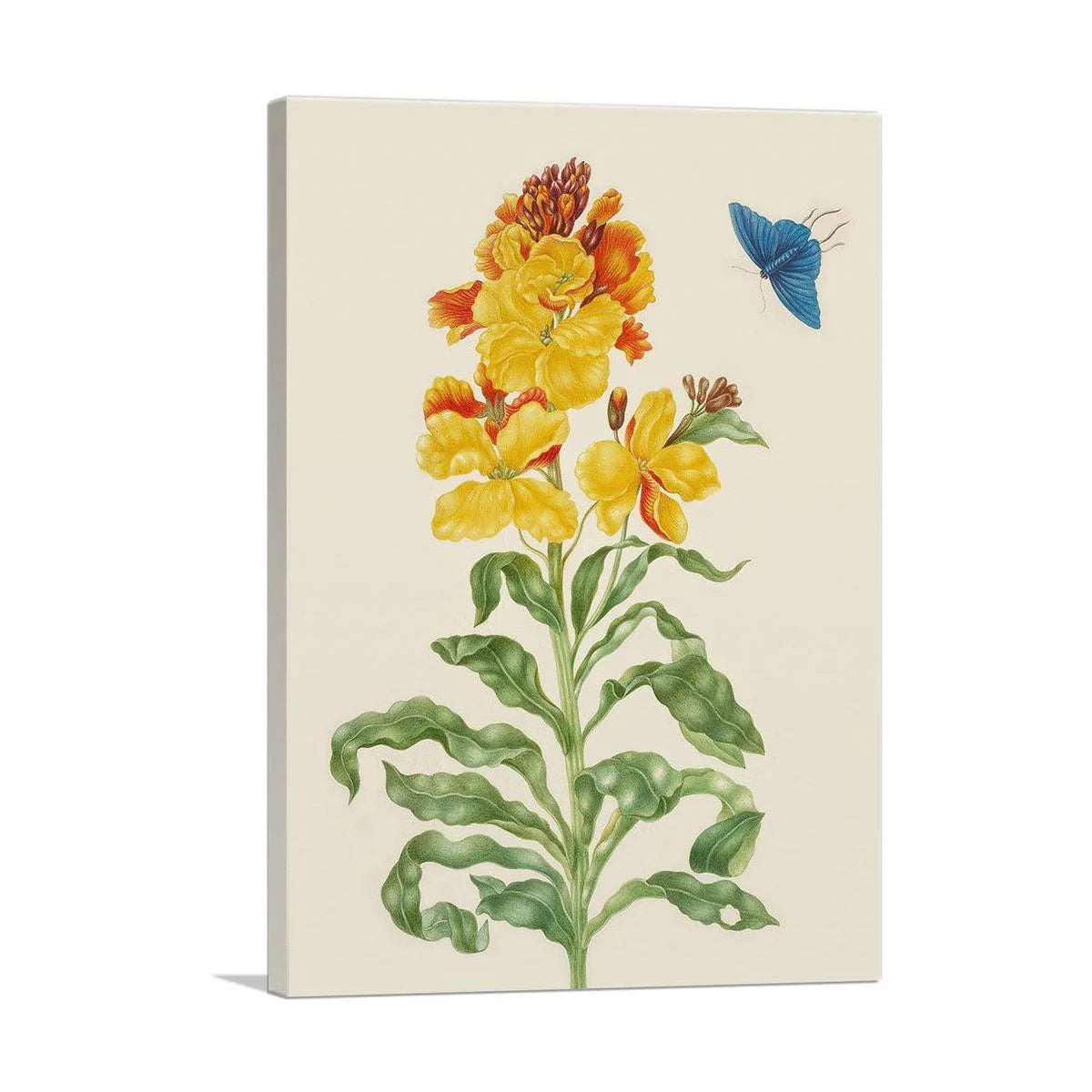 Enchanting Wallflower with Blue Butterfly – A Timeless 1705 Art Piece